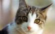 Beste geneeskunde van de vlo voor katten: voordeel of Frontline?