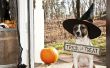 Doggie Dracula: Halloween kostuums voor huisdieren