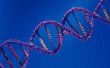 Wat zijn enkele kenmerken van DNA?