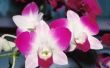 Wanneer zijn orchideeën in seizoen?