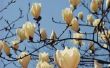 Kan een schotel magnoliaboom witte bloemen bloeien?