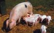 Wat zijn varkensvlees buiken op de uitwisseling van de grondstoffen?