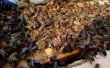 How to Kill Wax nachtvlinders in de Bee-Hives