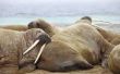 Wat zijn de Walrus ivoren slagtanden waard?