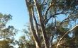 Informatie over Florida eucalyptusbomen