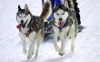 Hoe om honden te trainen voor de Iditarod