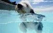 Wat zijn de gevaren van huisdieren zwembad Water drinken?