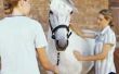 Hoe te beginnen een klein paard Massage bedrijf