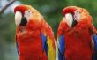 Hoe herken ik een vrouwelijke papegaai uit een mannelijke papegaai