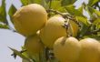 How to Grow citroenbomen in Spanje