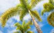 Hoe de zorg voor een Foxtail Palm