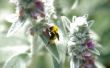 Soorten bijen & Hornets in Zuid-Californië