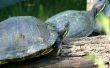 Hoe vindt u Freshwater Turtle nesten in het Wild