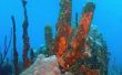 Bedreigde dieren van het koraalrif
