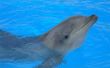 Waar om te zwemmen met dolfijnen in Sarasota, Florida