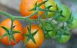 De beste tomatenplanten voor Texas