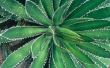 Soorten Yucca planten voor Florida