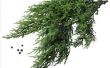 Hoe Plant een Cypress Tree van een verlaging van een bijkantoor