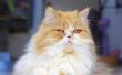 Perzische kat oogproblemen