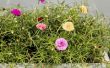 How to Plant Moss Rose Zaden