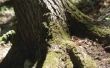 Hoe om te doden een invasieve boom met behulp van natriumhydroxide