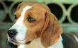 Hoe de zorg voor een beagle met Chinese Beagle syndroom