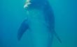 Hoe beïnvloedt verontreiniging dolfijnen?