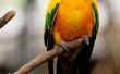 Hoe te winnen van het vertrouwen van een volwassen Sun papegaaiachtigen