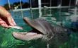 Waarom heet Mahi Mahi een dolfijn?