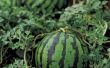 Welke oorzaken zwarte vlekken op watermeloenen?