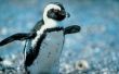 Wat zijn de fysieke kenmerken van een pinguïn?