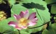 Wat houdt de Lotus bloem geur?