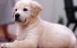 Puppy Golden Retriever feiten