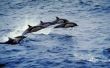 Hoe migreer dolfijnen?