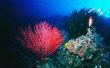 Deep Ocean planten