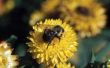 Hoe om te ontmoedigen timmerman bijen