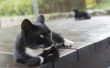 Wat Is de oorsprong van Tuxedo katten?