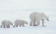 Lesgeven over Polar dieren naar de kleuterschool