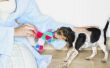 Waarom honden voeren meerdere speelgoed rond in hun mond