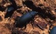 Zwarte Beetle problemen