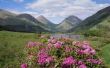 Traditionele Schotse bloemen