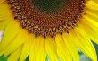 Het rangschikken van zonnebloemen