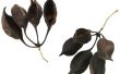 5 kenmerken gemeenschappelijk aan alle zaadplanten
