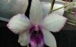 How to Care for Dendrobium orchideeën