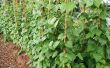 How to Build verticale tuin groenten