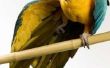 How to Cut blauw & gouden Ara vogel vleugels