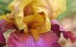 How to Care for baard irissen