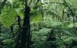 Tropische bladverliezende wouden dieren & planten