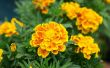 How to Grow Tagetes