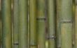 How to Kill bamboe permanent
